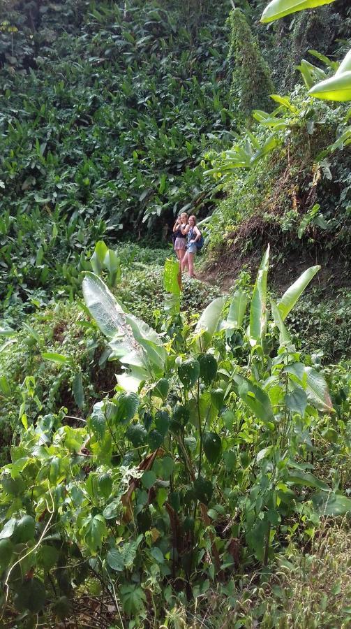 Hostal Bolita Rainforest Hostel&cabinas *
