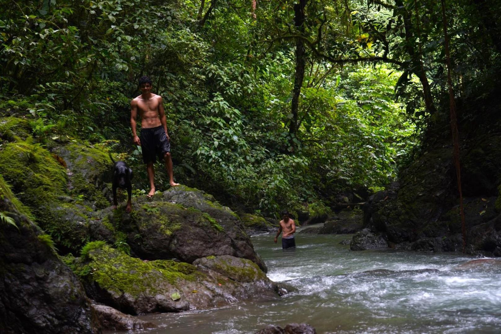 Bolita Rainforest Hostel&cabinas Dos Brazos