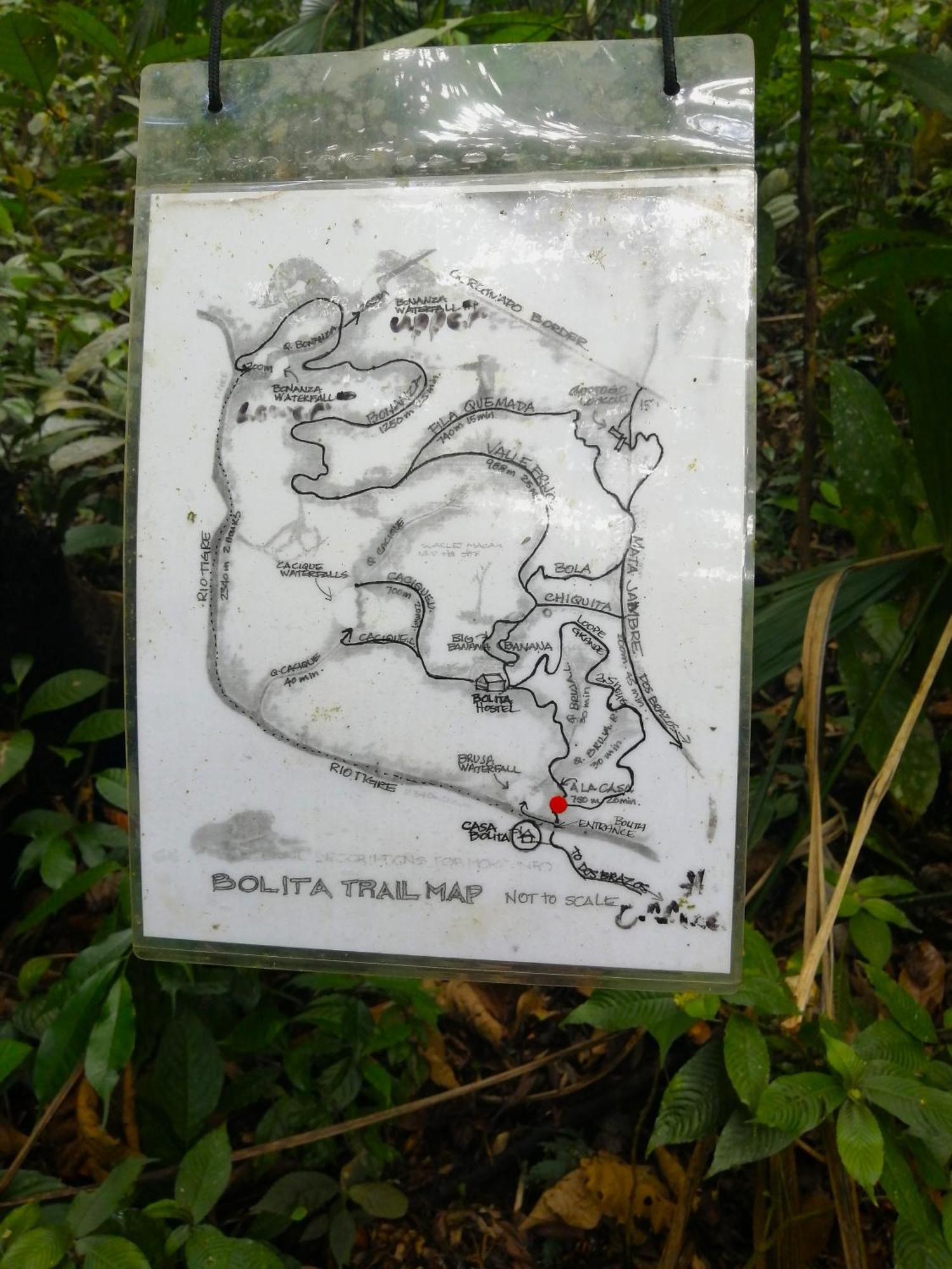 Hostal Bolita Rainforest Hostel&cabinas