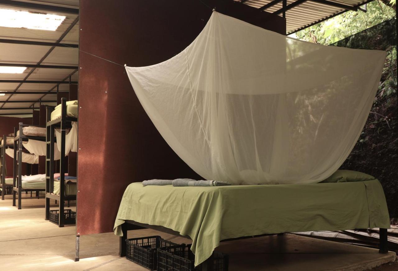 Hostal Bolita Rainforest Hostel&cabinas
